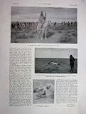 1930 French Print Falconry At Laghouat