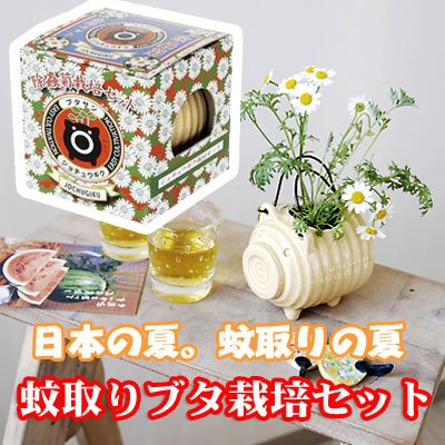 Cover image : 蚊取りブタ栽培セット×２
