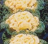 White Nagoya Flowering Kale 25 Seeds - Annual