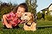 DOGTEK EF-4000 Electronic Dog Fence System