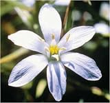 Star of Bethlehem 7.4ml