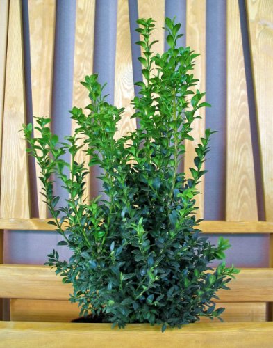 Buchsbaum-Strauch, 20-30cm, 1 Pflanze Preisvergleich