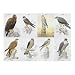 James Hamilton Grovely British Birds of Prey 1000 Piece Jigsaw Puzzle