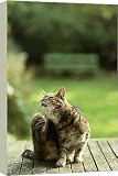 20 Inch Box Canvas (51cm) CAT - scratching by Ardea