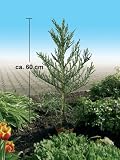 Setzling Mammutbaum 60 cm
