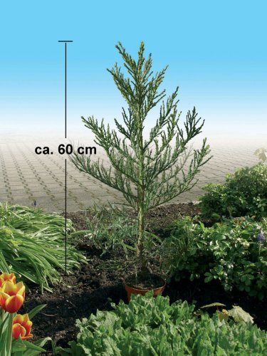 Setzling Mammutbaum 60 cm