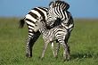 Zebra and Foal (On Plains) Art Poster Print - 24" X 36"
