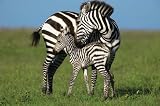 Zebra and Foal (On Plains) Art Poster Print - 24" X 36"