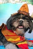 El Jacko (Sombrero Dog)