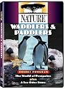 Nature: Waddlers & Paddlers