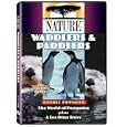 Nature: Waddlers and Paddlers by 