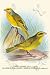 Art Poster, Cape Canary; Sulphur-Coloured Seed-Eater - 18.75 x 27.5