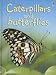 Caterpillars and Butterflies