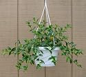 Goldfish Plant - 6" Hanging Basket - Blooms Constantly!
