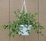 Goldfish Plant - 6" Hanging Basket - Blooms Constantly!
