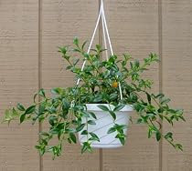 Goldfish Plant - 6" Hanging Basket - Blooms Constantly!