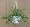 Goldfish Plant - 6" Hanging Basket - Blooms Constantly!
