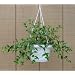 Goldfish Plant - 6" Hanging Basket - Blooms Constantly!