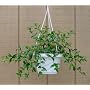 Goldfish Plant - 6" Hanging Basket - Blooms Constantly!