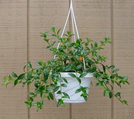 Childrens Toyshop  Outdoor Living : Goldfish Plant - 6" Hanging Basket - Blooms Constantly!