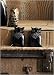 Kitchen & Housewares : Owl Salt & Pepper Shaker Set