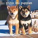 Shiba Inu Puppies 2008 Mini Wall Calendar (German, French, Spanish and English Edition)