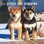 Shiba Inu Puppies 2008 Mini Wall Calendar