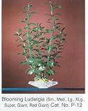 Aqua Plants Medium Green blooming Ludwigia (Red) - 8 Tall