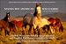 Save the American Wild Horse Movie Poster (27 x 40 Inches - 69cm x 102cm) (2007) -(Rick Allen)(Peter Coyote)(Sheryl Crow)(David Glenn)(Viggo Mortensen)(T.J.)