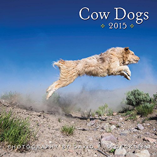 Cow Dogs 2015 Wall Calendar