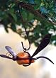 Handcrafted Stone and Rustic Metal Dragonfly Wind Sculpture