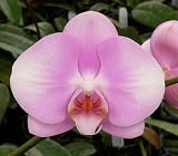 Dtps. [(Promising Day x Saera Loeb) x Phal. Ramsden] x Phal. (Elation x Gregory Peck).
