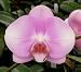 Dtps. [(Promising Day x Saera Loeb) x Phal. Ramsden] x Phal. (Elation x Gregory Peck).