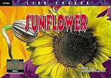Sunflower (Life Cycles)