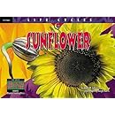 Sunflower (Life Cycles)