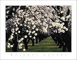 \"Almond