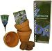 S.F. Imports GB-FORGET/LG Grow Your Own Large Flower Kit, Forget Me Not