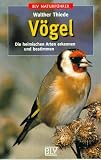 V&ouml;gel - Die heimischen Arten erkennen und bestimmen - Walther Thiede