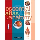 Essential Atlas of Anatomy by Parramon Studios
