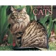 Maine Coon Cats 2009 Calendar by  Willow Creek Press