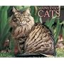 Maine Coon Cats 2009 Calendar