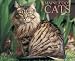 Search : Maine Coon Cats 2009 Calendar