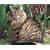 Maine Coon Cats 2009 Calendar