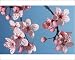 Photographic Prints of Bush cherry / Japanese almond cherry / Japanese bush cherry from Ardea Wildlife Pets