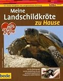 Landschildkröte, zu Hause