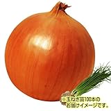 国華園　玉ねぎ苗　F1もみじ3号　100本