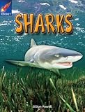 Rigby Star Independent Year 2 Gold Non Fiction: Sharks Single: Gold Level Non-fiction