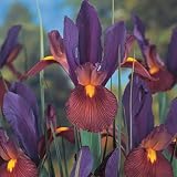 Dutch Iris Bulbs Eye of the Tiger