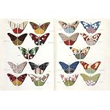 Butterflies (Print On Demand)