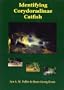 Identifying Corydoradinae Catfish - Corydoras